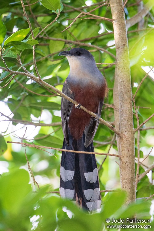Chestnut-bellied Cuckoo, Ecclesdown Road, Jamaica